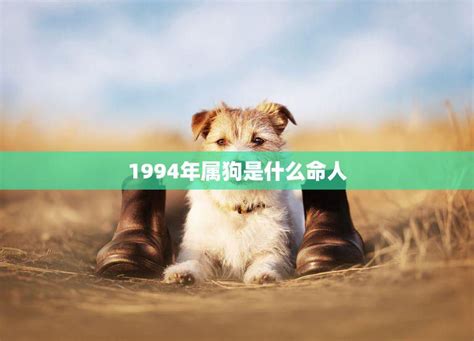 1970狗|1970年属狗的是什么命 70年属狗的人是什么命